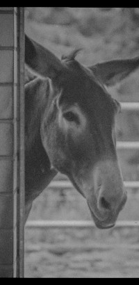 AL-20160729-Hof-Huppenhardt-sRGB_80_300dpi-006