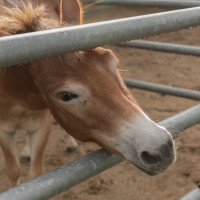 AL-20160729-Hof-Huppenhardt-sRGB_80_300dpi-007