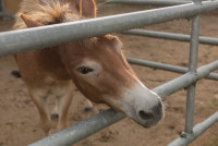 AL-20160729-Hof-Huppenhardt-sRGB_80_300dpi-007