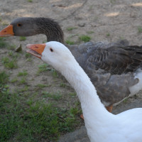 AS-SAM_8641 AS-SAM_8641