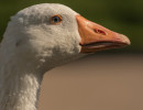 HH Gans im Glück-1 HH Gans im Glück-1