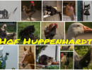 HH-Hof Huppenhardt 2 HH-Hof Huppenhardt 2