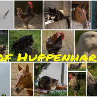 HH-Hof Huppenhardt 2