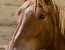 HH Horse in the box-1 HH Horse in the box-1