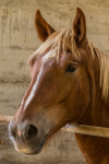 HH Horse in the box-1 HH Horse in the box-1