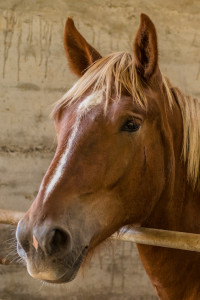 HH Horse in the box-1