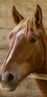 HH Horse in the box-1