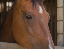 HH Horse in the box-2 HH Horse in the box-2