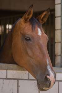 HH Horse in the box-2