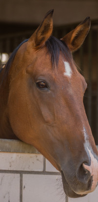 HH Horse in the box-2