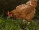 HH Huhn 1-1 HH Huhn 1-1