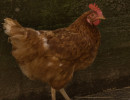 HH Huhn 2-1 HH Huhn 2-1