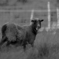 HH Schaf  1Asw-1