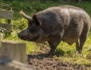 HH Schwein 1A-2 HH Schwein 1A-2