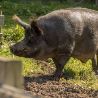 HH Schwein 1A-2 HH Schwein 1A-2