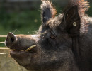 HH Schwein 1C-2 HH Schwein 1C-2