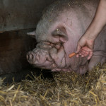 HH Schwein 2-1 HH Schwein 2-1