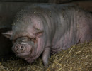 HH Schwein 2A-1 HH Schwein 2A-1
