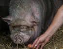 HH Schwein 2B-1