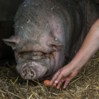 HH Schwein 2B-1 HH Schwein 2B-1