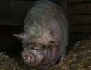 HH Schwein 2D-1