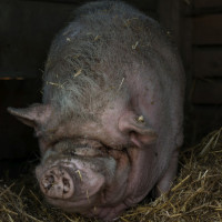 HH Schwein 2D-1 HH Schwein 2D-1