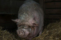 HH Schwein 2D-1 HH Schwein 2D-1