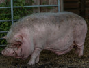 HH Schwein 2F-1 HH Schwein 2F-1