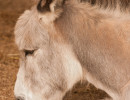 HM_DSC4569