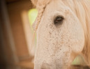 HM_DSC4583 HM_DSC4583