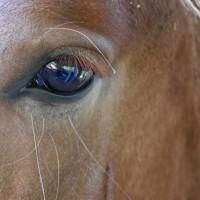 MG-P1410485g MG-P1410485g