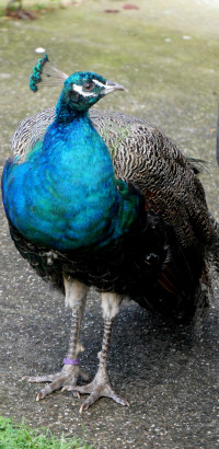 MG-P1410495g MG-P1410495g