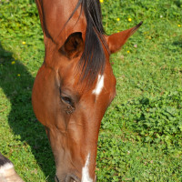 MG-P1410807g MG-P1410807g