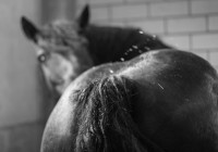 ST-IMG_3233-stephan_tewes