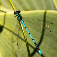 1 2019.06.09_Insekten_Garten194