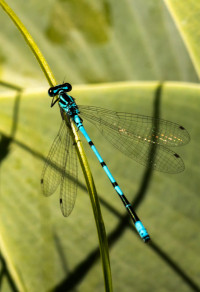 1 2019.06.09_Insekten_Garten194