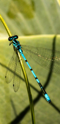 1 2019.06.09_Insekten_Garten194