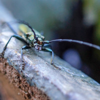 2 2014.07.05. Garten (16)