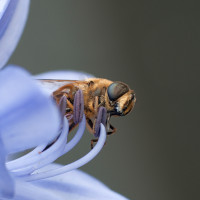 2012 Motive Insekten Biene00006
