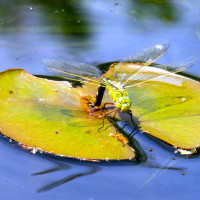 3 2019.06.09-Insekten_Garten_A7148