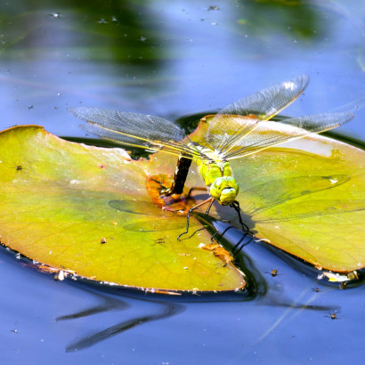 3 2019.06.09-Insekten_Garten_A7148