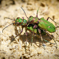 Helmut Hartmann - Insekten