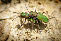 Helmut Hartmann - Insekten