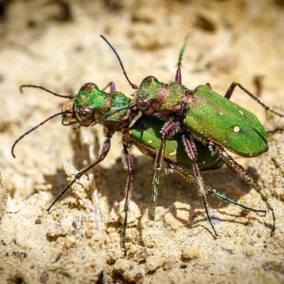 Helmut Hartmann - Insekten