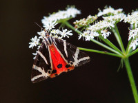 HH Russischer B&auml;r