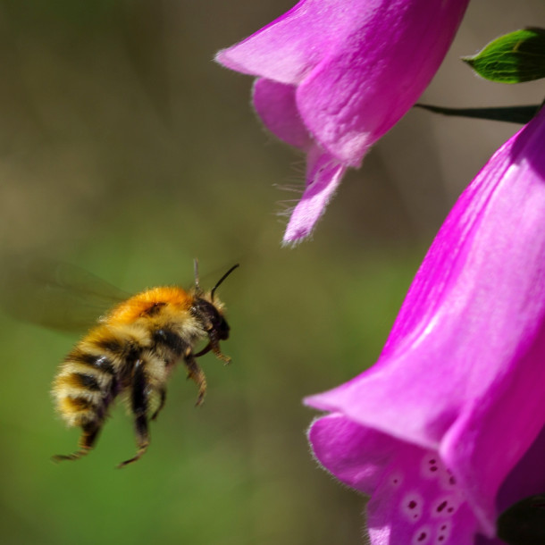 Insekten 1