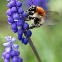Hummel auf Hyazinthe