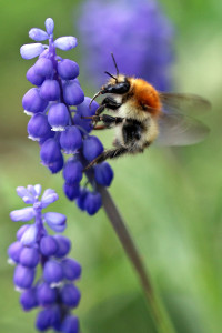Hummel auf Hyazinthe Hummel auf Hyazinthe