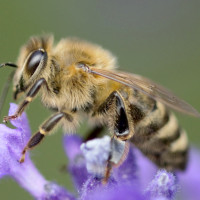 Insekten_Sonja Busch_1