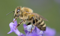 Insekten_Sonja Busch_1